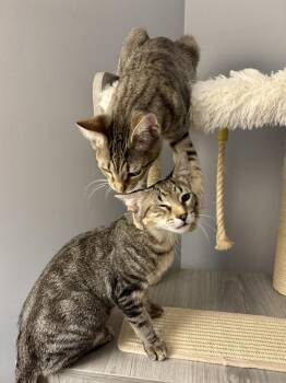 Panzerotti -  Domestic Short Hair Cat for Adoption in Chicago, Illinois - Panzerotti | PetCurious