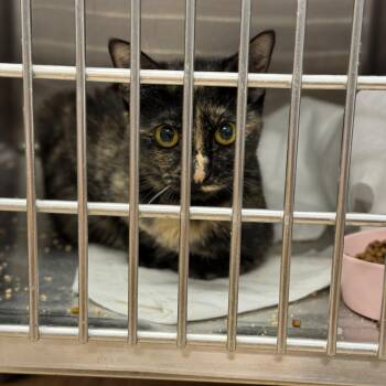 Hissy Missy -  Domestic Short Hair Cat for Adoption in Fort Smith, Arkansas - Hissy Missy | PetCurious