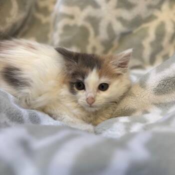 Toasty -  Domestic Long Hair Cat for Adoption in Ferndale, Michigan - Toasty | PetCurious