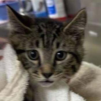 Robbie -  Domestic Short Hair Cat for Adoption in Asheville, North Carolina - Robbie | PetCurious