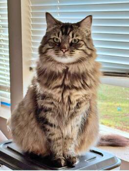 Tabby and Domestic Long Hair Cats Available for Adoption - KITTY #1814 - Offered By Owner - Young Female | PetCurious