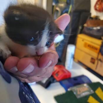 Braveheart -  Domestic Short Hair Cat for Adoption in League City, Texas - Braveheart | PetCurious
