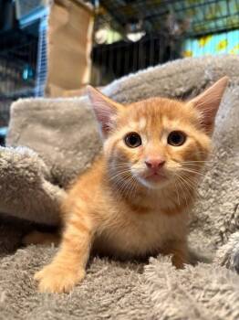 Ilia Malinin -  Domestic Short Hair Cat for Adoption in Parkville, Maryland - Ilia Malinin | PetCurious