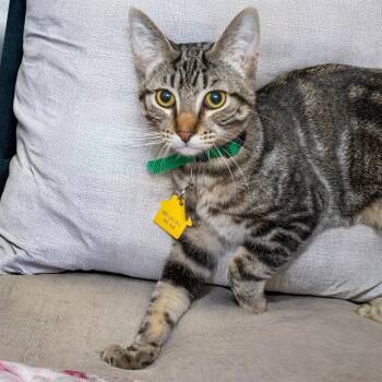 SKITTLE -  Domestic Short Hair Cat for Adoption in St. Louis, Missouri - SKITTLE | PetCurious
