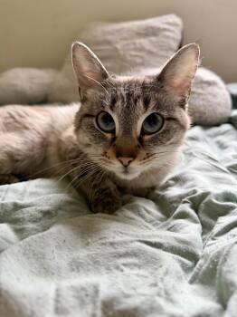 Siamese Cats Available for Adoption in Chicago, Illinois - Cashmere | PetCurious