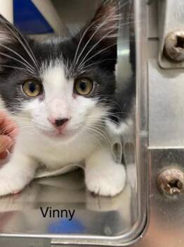 Vinny -  Domestic Short Hair Cat for Adoption in Hobart, Indiana - Vinny | PetCurious