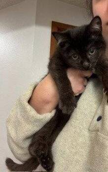 Mowgli -  Domestic Short Hair Cat for Adoption in Battle Ground, Washington - Mowgli | PetCurious