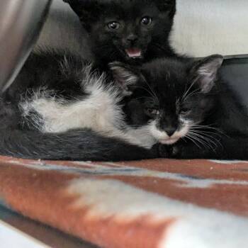 Padme -  Domestic Short Hair Cat for Adoption in Shinnston, West Virginia - Padme | PetCurious