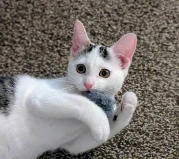 FIJI -  Domestic Short Hair Cat for Adoption in Ocala, Florida - FIJI | PetCurious