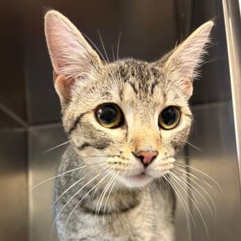 Domestic Short Hair Cats Available for Adoption - Sheila | PetCurious