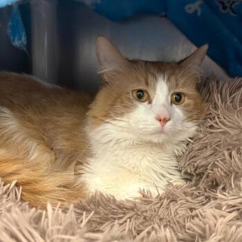 Steve -  Domestic Medium Hair Cat for Adoption in Brockton, Massachusetts - Steve | PetCurious