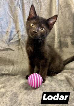 Rescue Domestic Short Hair Cats for Adoption in West Union, Ohio - Lodar | PetCurious