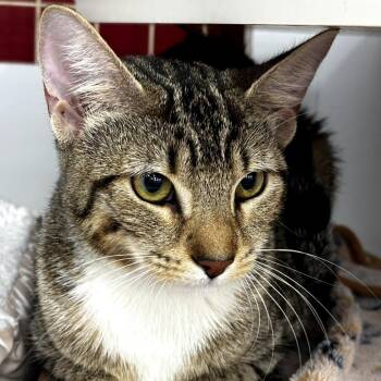 Domestic Short Hair Cats Available for Adoption - Grape | PetCurious