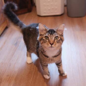 Leon -  Domestic Long Hair Cat for Adoption in Morgan Hill, California - Leon | PetCurious