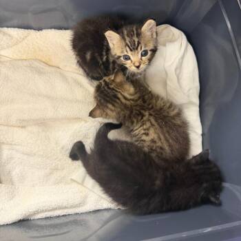 Boba -  Domestic Short Hair Cat for Adoption in West Palm Beach, Florida - Boba | PetCurious