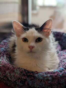 Domestic Medium Hair Cats Available for Adoption in Chambersburg, Pennsylvania - Milton | PetCurious