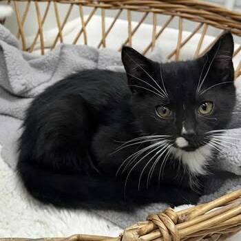 Rescue Domestic Short Hair Cats for Adoption in Madison, Wisconsin - Jack Daniels | PetCurious