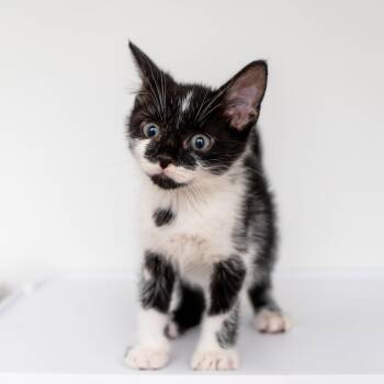 Petunia -  Domestic Short Hair Cat for Adoption in New York, New York - Petunia | PetCurious