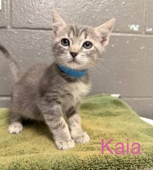 Domestic Short Hair Cats Available for Adoption in Fort Worth, Texas - Kaia | PetCurious