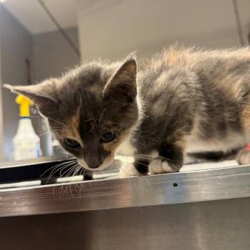 Meringue -  Domestic Short Hair Cat for Adoption in Spokane, Washington - Meringue | PetCurious
