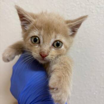Malfoy -  Domestic Medium Hair Cat for Adoption in Kanab, Utah - Malfoy | PetCurious