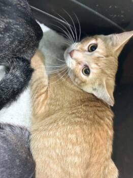Billy Ray -  Domestic Short Hair Cat for Adoption in Memphis, Tennessee - Billy Ray | PetCurious