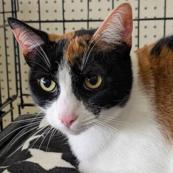Lucy -  Domestic Short Hair Cat for Adoption in Eugene, Oregon - Lucy | PetCurious