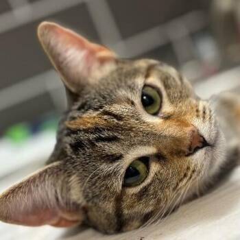 Nashville Your Personal Lifeguard Kitty -  Tabby and Domestic Short Hair Cat for Adoption in Friendswood, Texas - Nashville Your Personal Lifeguard Kitty | PetCurious