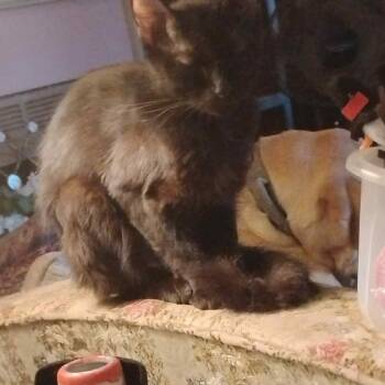 Rescue American Shorthair Cats for Adoption in Mount Vernon, Arkansas - Flossy | PetCurious