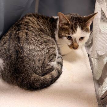 Gravy -  Domestic Short Hair Cat for Adoption in Philadelphia, Pennsylvania - Gravy | PetCurious