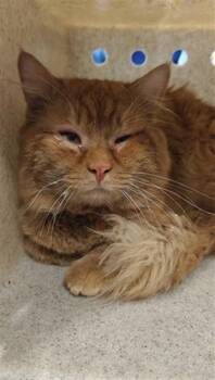 Domestic Short Hair Cats Available for Adoption in Santa Fe, New Mexico - BUENO | PetCurious