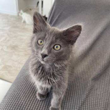 Blazin Knockout -  Domestic Long Hair Cat for Adoption in Las Vegas, Nevada - Blazin Knockout | PetCurious