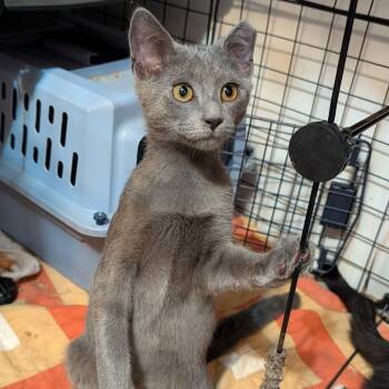 BCAS Smoke -  Domestic Short Hair Cat for Adoption in Abingdon, Maryland - BCAS Smoke | PetCurious