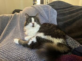 Oliver -  Norwegian Forest Cat Cat for Adoption in Denver, Colorado - Oliver | PetCurious