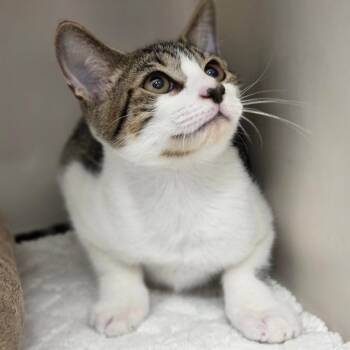 Brioche -  Domestic Short Hair Cat for Adoption in Sarasota, Florida - Brioche | PetCurious
