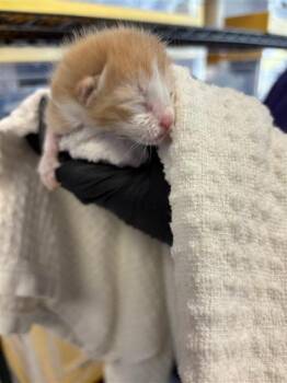 Domestic Short Hair Cats Available for Adoption in El Paso, Texas - Oliver | PetCurious