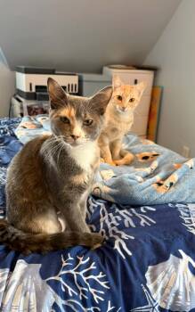 Maple -  Domestic Short Hair Cat for Adoption in Hull, Massachusetts - Maple | PetCurious