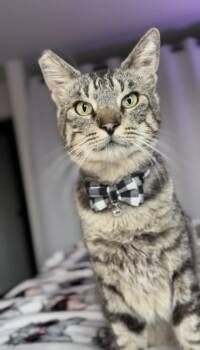 Domestic Short Hair Cats Available for Adoption - Sonny | PetCurious