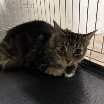 Domestic Medium Hair Cats Available for Adoption in Priest River, Idaho - Sonny | PetCurious