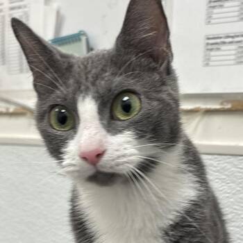 Graven -  Domestic Short Hair Cat for Adoption in Philadelphia, Pennsylvania - Graven | PetCurious