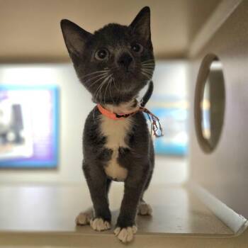 Renata -  Domestic Short Hair Cat for Adoption in Oakland, California - Renata | PetCurious