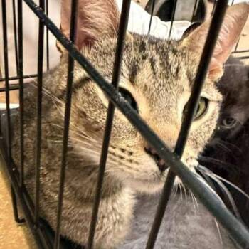 Domestic Short Hair Cats Available for Adoption in Gadsden, Alabama - Broadway Mom | PetCurious