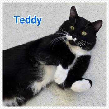 Rescue Domestic Short Hair Cats for Adoption in North Saint Paul, Minnesota - Teddy | PetCurious
