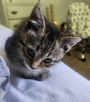 Biscuit -  Domestic Short Hair Cat for Adoption in Elyria, Ohio - Biscuit | PetCurious