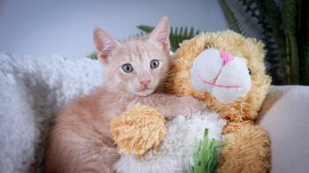 Domestic Short Hair Cats Available for Adoption - Fawn | PetCurious