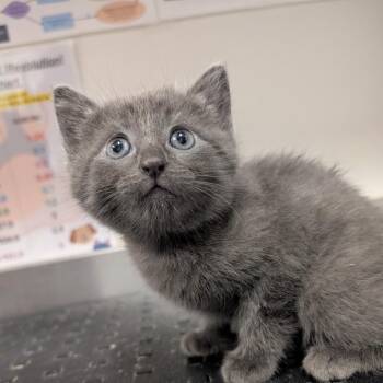 Garcia -  Domestic Long Hair Cat for Adoption in League City, Texas - Garcia | PetCurious