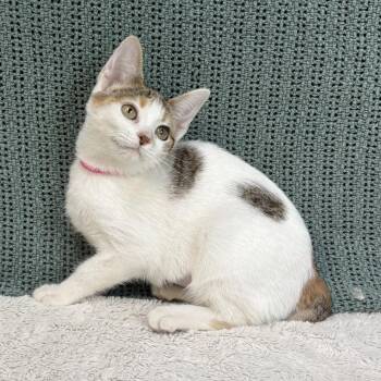 261352  Caterpillar -  Domestic Short Hair and American Bobtail Cat for Adoption in Wetumpka, Alabama - 261352  Caterpillar | PetCurious