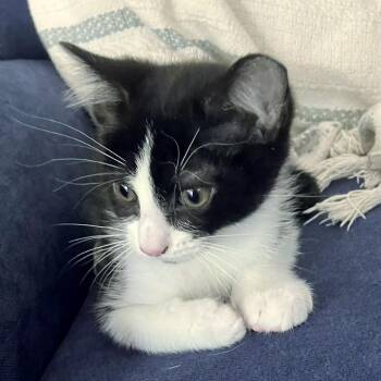Oak -  Domestic Short Hair Cat for Adoption in Brownsboro, Alabama - Oak | PetCurious