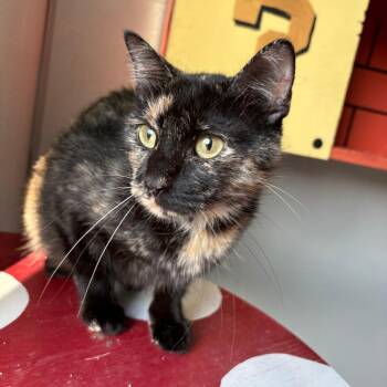 Granny Smith -  Domestic Short Hair Cat for Adoption in West Des Moines, Iowa - Granny Smith | PetCurious