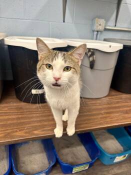 Gibraltar -  Domestic Short Hair Cat for Adoption in West Mifflin, Pennsylvania - Gibraltar | PetCurious